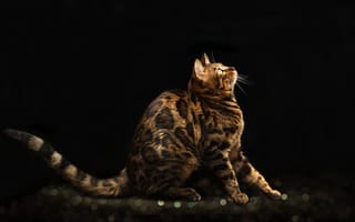 Картинка Красивая дорогая бенгальская кошка на черном фоне