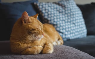 Картинка Большой рыжий кот спит на диване
