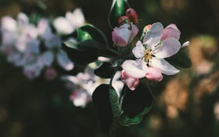 Обои Нежные розовые цветы яблони на ветке
