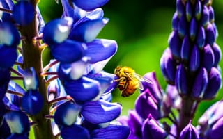 Обои Пчела сидит на цветке люпина