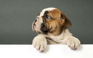 Картинка Маленький грустный щенок английского бульдога на сером фоне