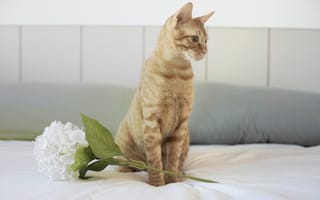 Картинка Рыжий котенок с цветком на кровати