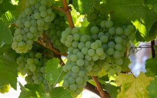 Картинка Спелый белый виноград на гроздьях
