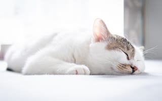 Картинка Белый домашний кот спит на кровати