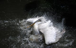 Картинка Большой белый пеликан плескается в воде