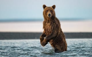 Картинка Большой бурый медведь охотится в реке