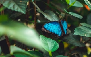 Картинка Голубая бабочка сидит на зеленом листе