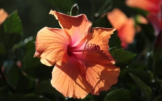 Картинка Розовый цветок гибискуса в лучах солнца на клумбе