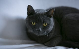 Картинка Породистый британский кот лежит на сером покрывале