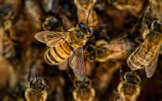 Картинка Маленькие пчелы медоносы крупным планом