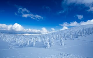 Обои Красивые покрытые снегом ели на холме под голубым небом