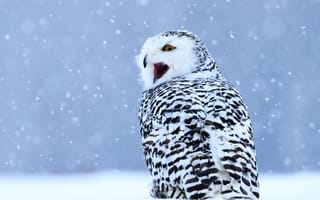 Обои Большая сова с открытым клювом сидит на снегу