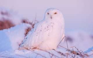 Обои Большая белая сова с желтыми глазами сидит на снегу
