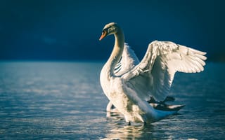 Картинка Лебедь расправил крылья в пруду