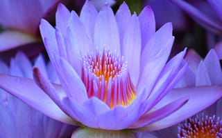 Картинка Красивый нежный фиолетовый цветок лотоса крупным планом