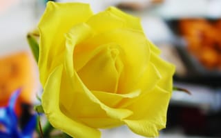 Картинка Красивая свежая желтая роза крупным планом