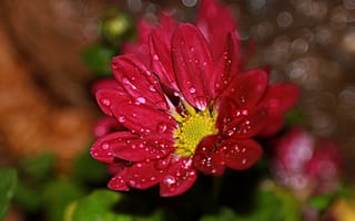 Картинка Красный цветок хризантемы в каплях воды