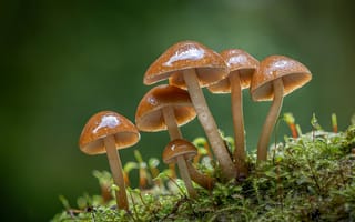 Обои Маленькие грибы поганки на покрытой мхом земле