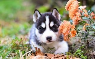 Картинка Маленький щенок хаски с цветами хризантемы