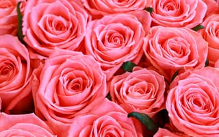 Картинка Красивые нежные розовые бутоны розы крупным планом