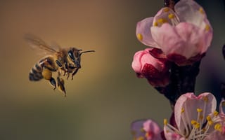 Обои Маленькая пчела летит на розовый цветок