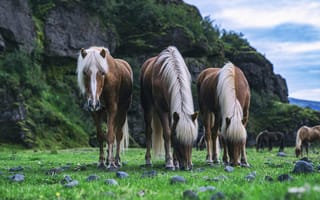 Картинка Три лошади пасутся на зеленой траве