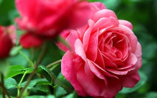 Картинка Розовые розы с каплями росы крупным планом