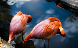 Картинка Два розовых фламинго прячут клюв в перьях