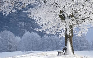 Картинка Красивое покрытое белым инеем дерево в парке зимой