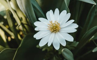 Картинка Красивый белый цветок остеоспермум с зелеными листьями