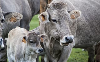 Картинка Коровы с телятами на ферме