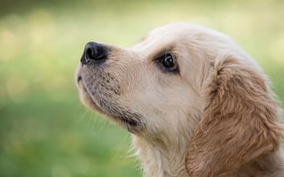 Картинка Маленький грустный щенок золотистого ретривера смотрит вверх