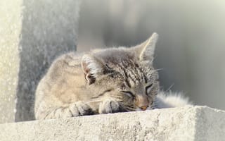 Картинка Серый домашний кот спит на улице