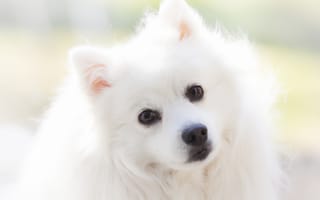 Картинка Взгляд белой кареглазой пушистой собаки