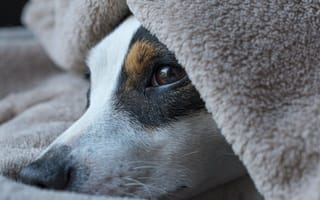 Обои Грустный пес лежит под одеялом