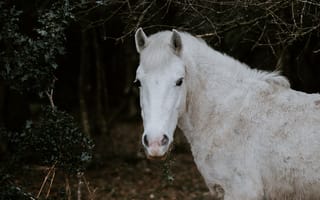Картинка Белая лошадь пасется в лесу