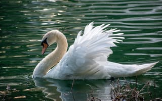 Картинка Красивый белый лебедь плавает в пруду
