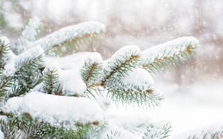 Картинка Зеленая колючая ветка ели в снегу