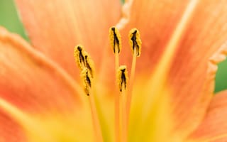 Картинка Середина оранжевого цветка лилии крупным планом