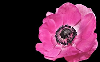 Обои Красивый розовый цветок анемона на черном фоне