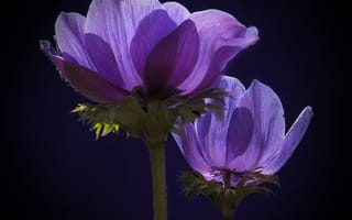 Картинка Два фиолетовых цветка анемоны в лучах солнца