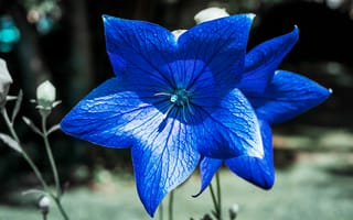 Картинка Красивые синие цветы колокольчика
