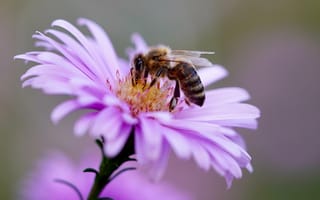 Картинка Маленькая пчела сидит на розовом цветке