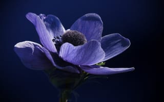 Картинка Фиолетовый цветок анемона на синем фоне