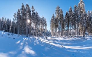 Обои Высокие ели в лучах солнца под голубым небом в заснеженном лесу