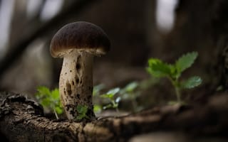 Картинка Маленький белый гриб растет на сухом дереве