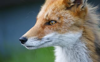 Картинка Морда хищной рыжей лисы