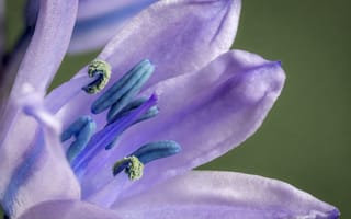 Картинка Фиолетовый цветок тюльпана крупным планом
