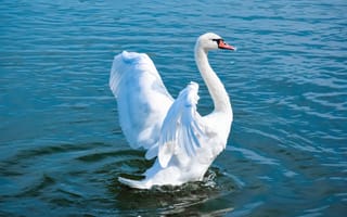 Картинка Большой белый лебедь взлетает на воде