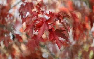 Картинка Красные кленовые листья на ветках дерева